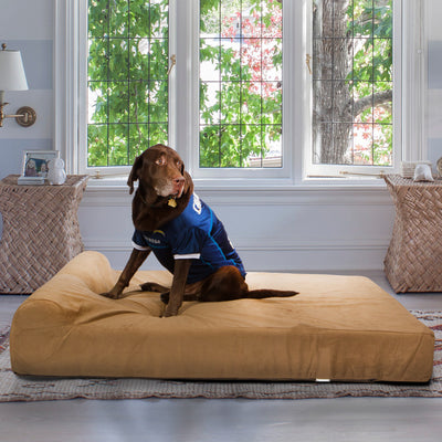 Pet Support Systems Organic Latex Orthopedic Dog Bed - Back Support Systems